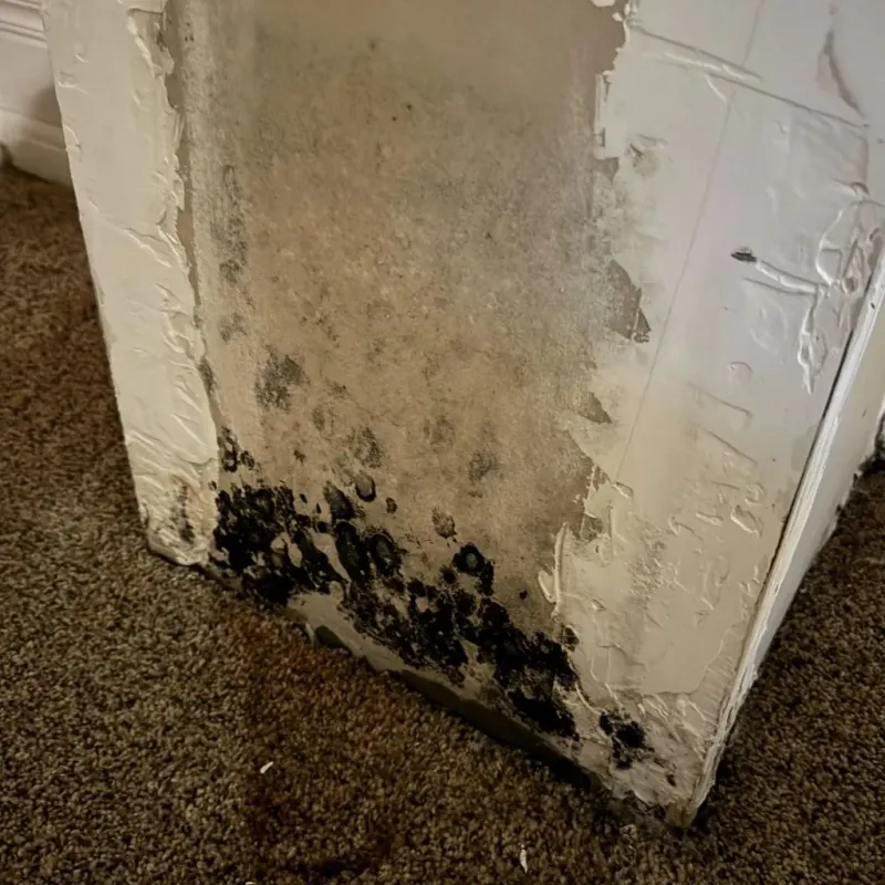 Professional Mold Removal in Pickens County, AL